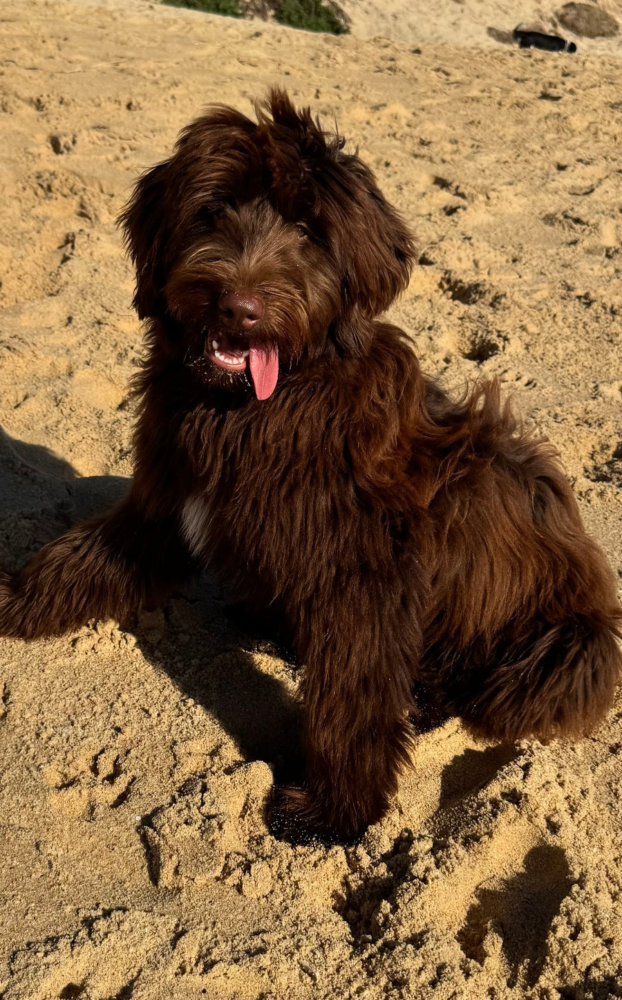 Rumi — the Sniff's product tester