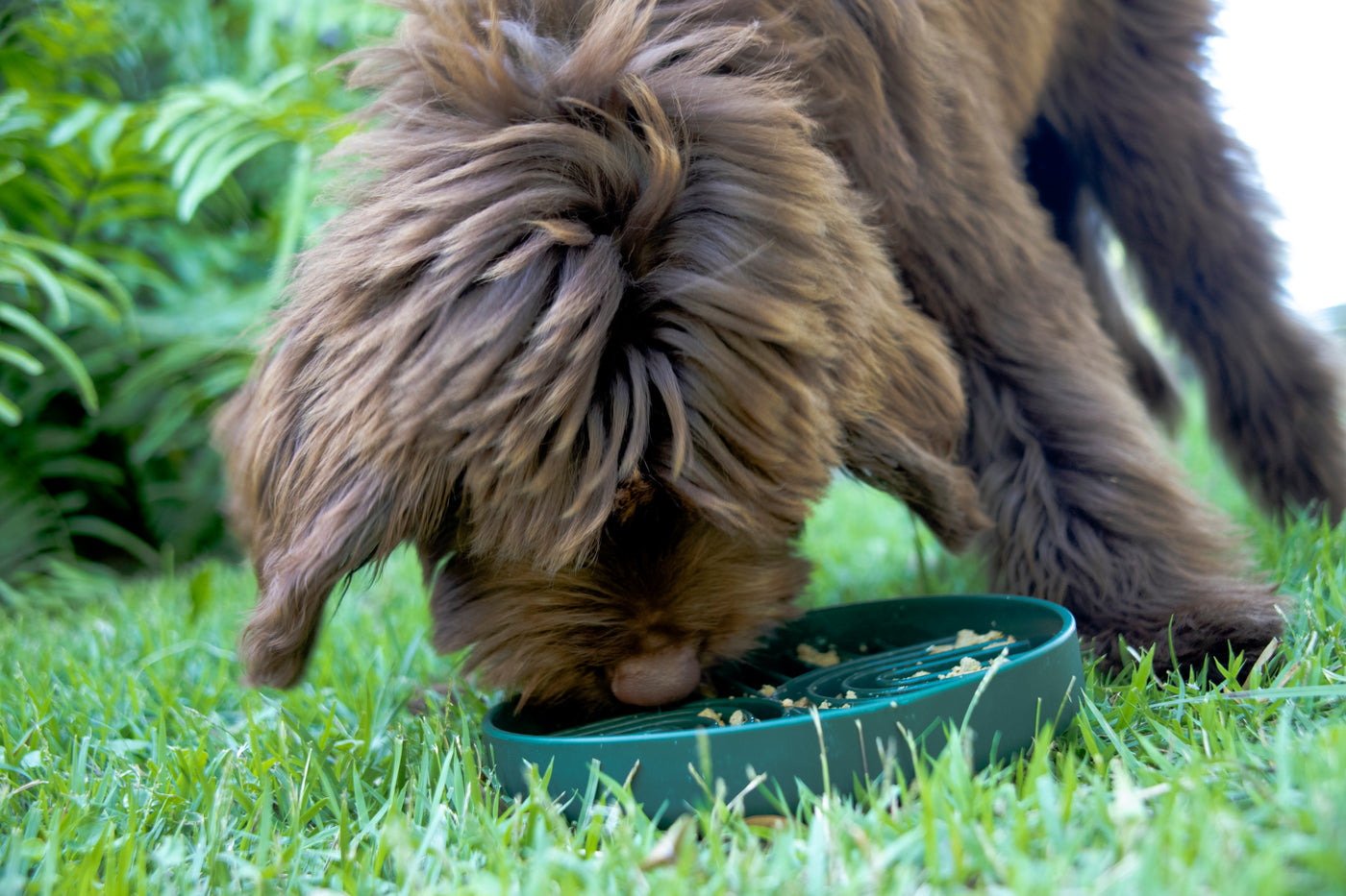Puppy using a food grade silicone slow feeder